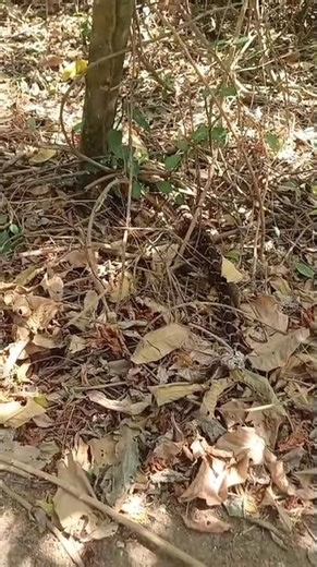 This snake ate a guinea pig🐍Now it's going back to it's habitat before it eats more cuys.🐹😥