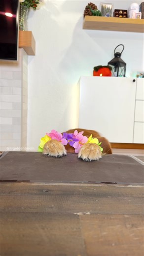 Peekaboo, you make my heart bloom! 🌸🌼🌷 #goldenretriever #doglover #pet #dogsoftiktok #puppy