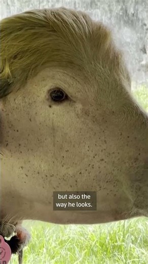 Bangladesh’s ‘Trump’ buffalo avoids Eid sacrifice