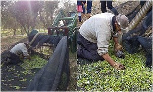 36K views · 945 reactions | Ελαιοσυλλογή με Ελαιόδιχτα σε Ρολά...