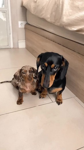 LOLA Y PACA 😍😍 #parati #foryoupage