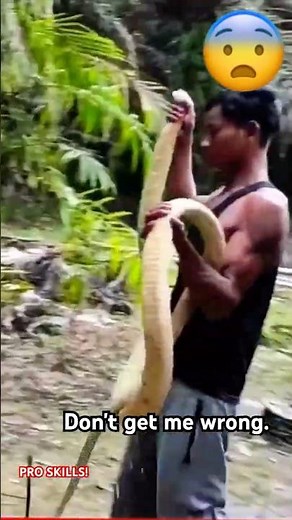 Queen's Chamber! 🐍 Safe Relocation of a Giant King Cobra! #Shorts