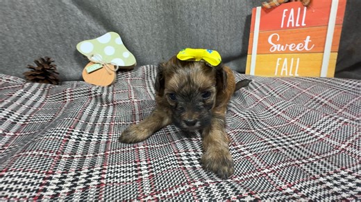 Havapoo puppy for sale