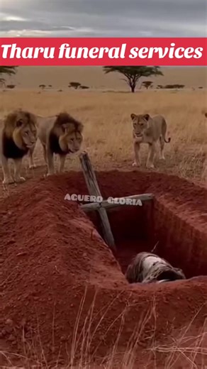 Tharu Funeral Services: Compassionate Care for Your Loved Ones