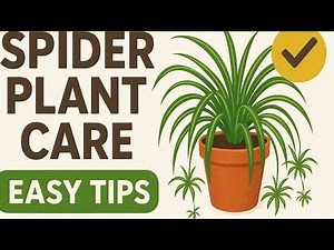 “Spider Plant Care Guide 🌿 | With PyroPlant | Full Growth Tips