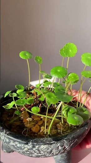 This is Hydrocotyle Vulgaris