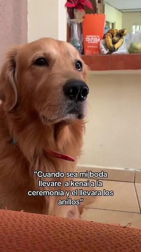 Kenai y Koda: Mis Fieles Compañeros para Siempre