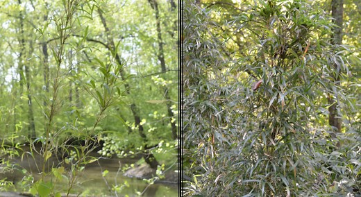 Identifying Giant Cane, a native bamboo