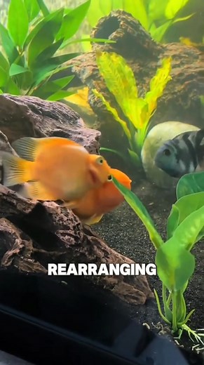 Freshwater parrotfish are man-made, playful, and super colorful! 🦜🐠 A must-see for aquarium enthusiasts. #fishthings #parrotfish #aquarium | Fish Things