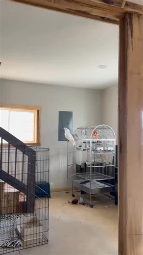 Meet Zach 🦜 Our adoptable 26-ish year old Umbrella Cockatoo “Jailbird” with serious main-character energy. Zach is very snuggly, very social, and needs a LOT of attention to keep those classic cockatoo fits at bay. He lives for peanut butter, music, and shredding paper like it personally wronged him. This dancing jailbird is decompressing, learning the ropes (aka how to get everything he wants), and keeps us laughing nonstop. Zach needs a home with cockatoo or large bird experience and a human 