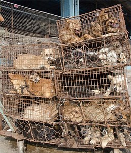 Investigation: Inside China’s dog meat slaughterhouses | Animal Equality