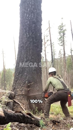 The Most Satisfying Tree Fall You'll See All Day