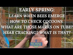 WHAT HAPPENS AFTER YOU RELEASE YOUR MASON BEES & LEARN HOW TO CHECK YOUR COCOONS