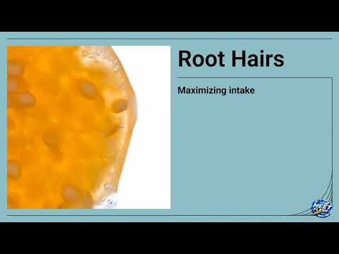 Morphology of Flowering Plants: The Ultimate Visual Guide EPISODE 1