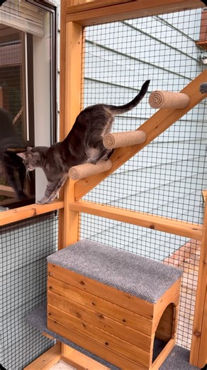 4.7K views · 3.9K reactions | We’ve been working on these 6’x8’x8’ catio kits, easy to assemble, built with cedar, and full of cozy catio accessories.  What do you think of this idea? Would you be interested in a catio kit? Let us know in the comments!  We’ll be sharing more details soon. ✨ | The Catio Company | Facebook