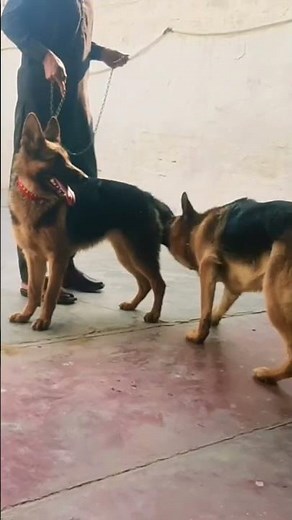NEW MATING - WHITE GERMAN SHEPHERD - LEXA DOG HEAT