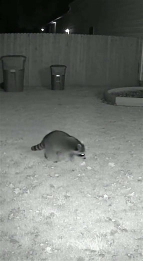 Wild Raccoon Appears in Backyard After Dark