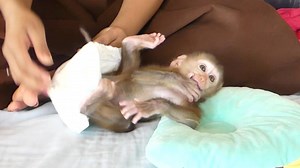 Baby Boy Iron Try Running Makes Mom Difficult Wear New Diaper For Him | Monkey familys