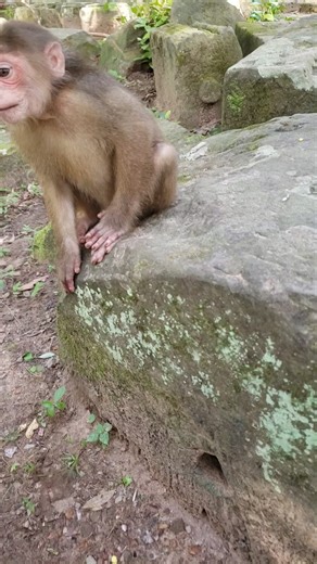Baby monkey crying beg for food 🥑🥝 | Baby Monkey