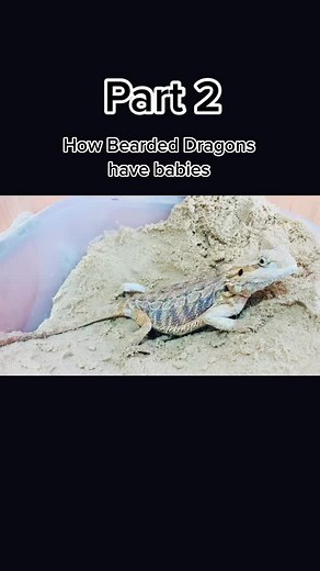 Bearded Dragon Birth: Witness the Miracle of Egg-laying