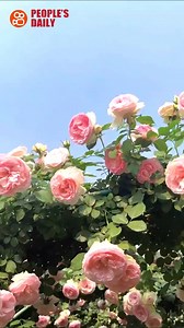 20K views · 413 reactions | #SpringinChina Trending in China | Spring flower fields forever Spring is the season for #flowers in China, where many varieties are in full #bloom and competing for attention. Rolling fields of wildflowers create magical spring scenes that just beckon people to linger among them. | WE ARE CHINA | Facebook