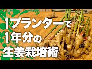 [A surefire repeat purchase] How to grow ginger - you'll never want to buy it again | How to grow...