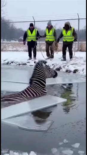 Trapped, scared, and exhausted… kindness gave this zebra a second chance 🦓❤️ #ZebraRescue #WildlifeRescue #AnimalRescue #SavedLife #SecondChance #WildlifeProtection #HeartTouching #NatureCare #AnimalLove #Wholesome #FacebookReels #ViralReels #TrendingNow #USA | American Dog Stories