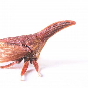 1.1K views · 52 reactions | It may be easy for you to see this insect...