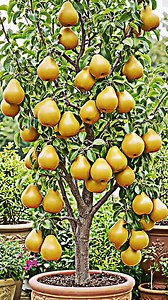 34K views · 521 reactions | How to growing pears trees from pears fruit to produce more fruit. #peartree #growpears #GardeningTips #fruitgrowing #homegarden #pearseeds #growyourownfood | Morgan Venn | Facebook