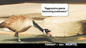 136 reactions · 239 shares | Cincinnati's growing problem with mean geese - Why they’re so aggressive and why it’s so difficult to do anything about them. | WLWT | Facebook