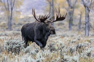 Discover the Largest Moose Ever Caught in Alaska