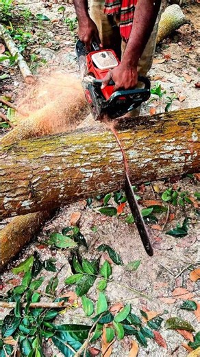 Amazing technique of cutting trees with a machine #woodworking