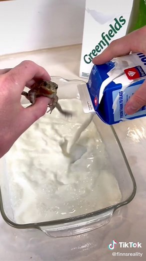 Discovering Peter the Frog: Swimming Options