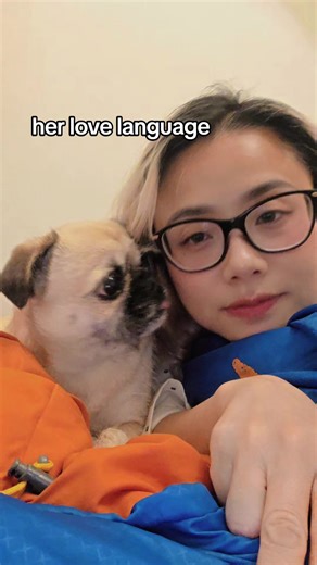 fact: Pugzu is a mix of a Pug and a Shih Tzu — two breeds originally bred to live in palaces. So when your Pugzu is licking your face like you’re their emotional support human… that’s centuries of royal entitlement at work. #pugzu #shitzhu #pugsoftiktok