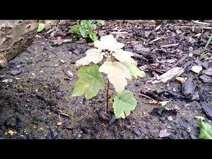 Sycamore Tree - UK - Seedling.