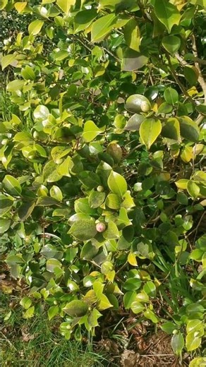 The First Camellia Buds of Spring 🌸