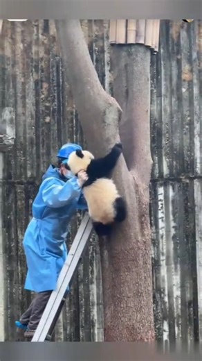 Scared Panda Stuck in Tree😥Emotional scared story!