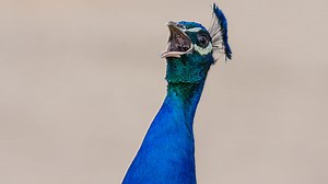 Cómo afecta el syngamus trachea a las aves de corral