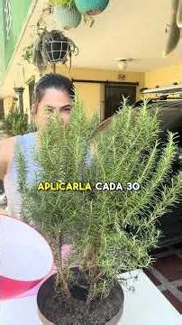 Don't Let Your Rosemary Die #plants #rosemaryplant