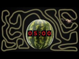 Countdown Timer Alarm I 5 Minute Timer 🍉I Juicy Watermelon Blow up I Time Bomb I Clock Explosion
