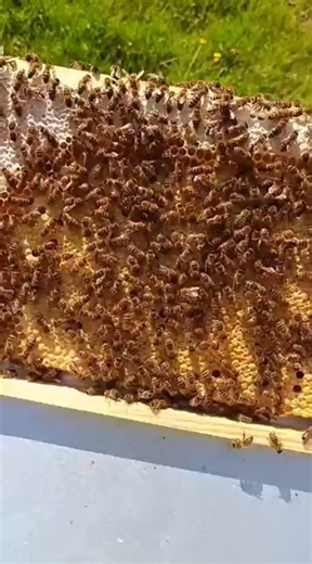 Aufbau einer Brutwabe erklärt