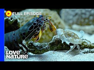 Mantis Shrimp Punches Crab’s Arm Off | Deadly Australians Ep104