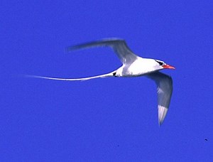 Tropicbird - Alchetron, The Free Social Encyclopedia