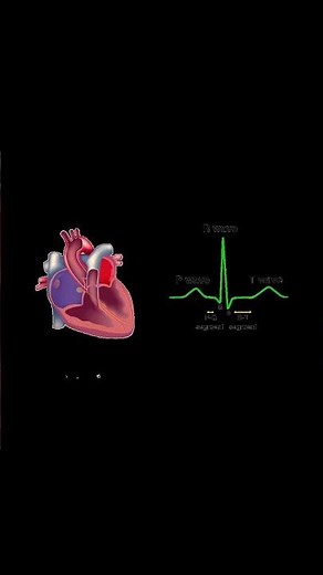 ¿Cómo late el corazón? #cuerpohumano #anatomia #latidodelcorazón #comofuncionaelcorazon