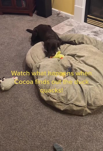 Cocoa's Hilarious Reaction to Duck Quacking!