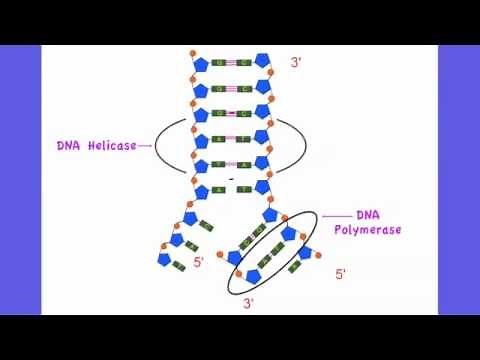 3.4.1 Explain DNA Replication