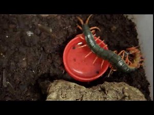Feeding Chinese Red Head Centipede (1080p 60FPS)