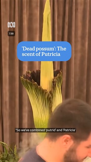 Meet Putricia, a corpse flower with a smell that's been described as a "combination of hot, sweaty teenage socks, mixed with old cat food and a dead possum." 😳 | 7.30