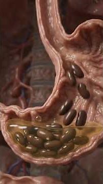 What Happens Inside Your Body When You Eat Beans? 🫘 | 3D Anatomy