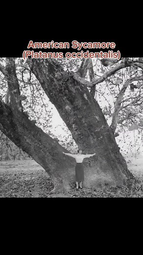 American Sycamore Ecology and Native Plant in Ohio
